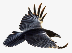 Crow Flying Png Clip Art Freeuse - Crow Flying Png #58530