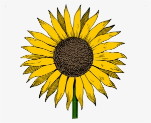 Sunflower Vector - Cute Sunflower Drawing #58557