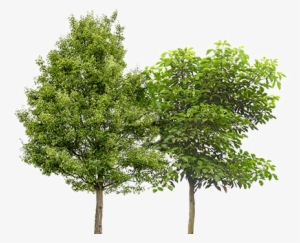 Fruit Trees Png - Platanus Acerifolia Png #58785