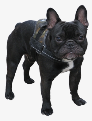 White Dog Sketch, Black Small Dog - Cute Black Small Dogs #58803