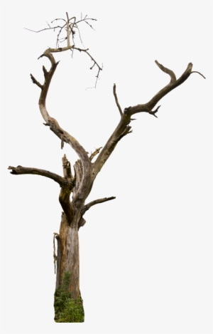 Dead Tree 04 Hq By Gd08 - Transparent Background Tree Branch #58848