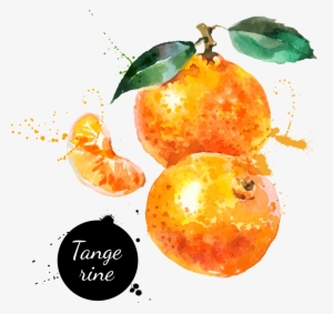 Watercolor Painting Hand Painted Handpainted Oranges - Fruit Oranges Watercolour Painting #58939