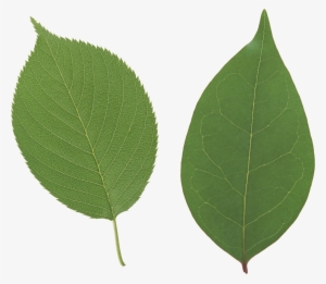 Apple Leaf Transparent Background #58940