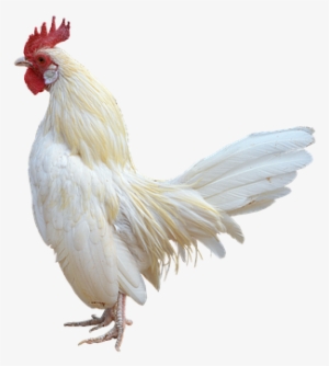 Png, White Cock, Gallo, Ave - Cock Png #59329