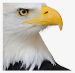Bald Eagle Png Transparent Images - Eagle's Eye #59465
