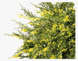 Essential<br>evergreens - Tree #59512