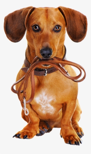 Dachshund Dog Holding Leash - Dog On Leash Png #500488