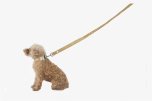 Leash, The Jobsie - Poodle Dog On Leash Png #500509