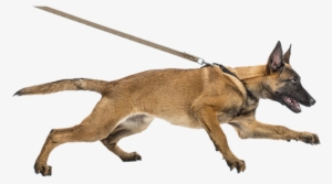 5 Reasons Why Your Dog Should Walk On A Leash - Dog With Belt Png #500678