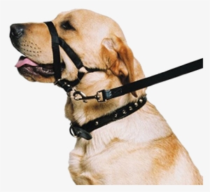 Use A Harness Or Head Halter If Your Puppy Pulls On - Dog Head Collar #500749