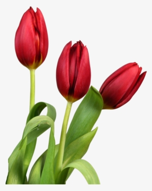Tulip Png Image - Tulips Flower Transparent #500933
