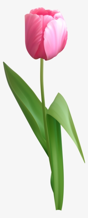 Tulip Png #500994