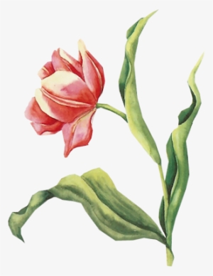 Tulip Pk - 3d Knipvel - Bloemen Valentijn 23 - Janneke Brinkman #501028