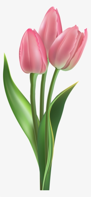 Soft Pink Tulips Png Clipart Image - Pink Tulip Png #501030