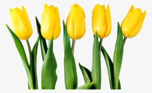 Yellow Tulip Flower Png #501072