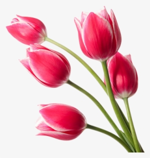 Red Tulips Png Image 2 - Red Tulips Png #501251