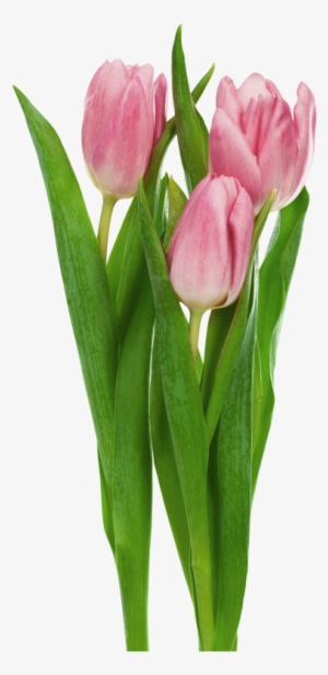 Pink Transparent Tulips Flowers Clipart - Cut Flowers Transparent Background #501292