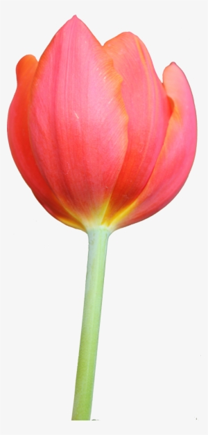 Tulip Clipart Orange - Tulip Png Images Hd #501666