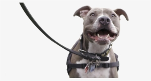 In Support, Plastics Make It Possible® Partnered With - Pitbull On Leash Png #501684