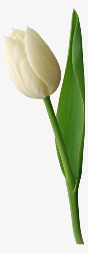White Tulip Png Image - Tulip #501729