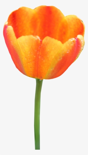 Tulip Png Image - Orange Tulip Clipart #501772