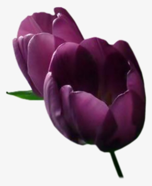 Tulip Flower Png Images Free Gallery - Purple Tulip Png #501877