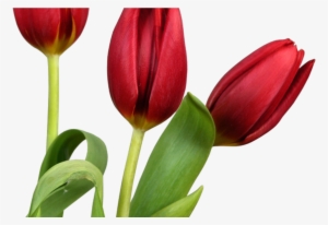 Transparent Tulips Png Flowers Clipart Clipart Pinterest - Tulip Flower Good Morning #501951