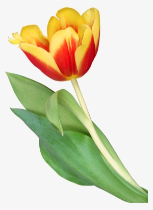 Orange Tulip Png #502004