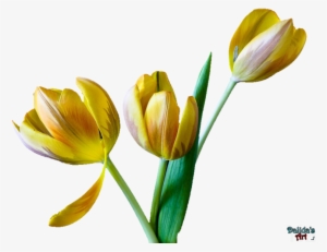 Tulip Flower Png Clip Art Free - Tulip #502105