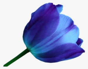 Multicolor Tulips - Blue Tulip Flower Png #502441