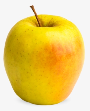 Gingergold Apples Are Medium To Large In Size With - Ginger Gold #502597