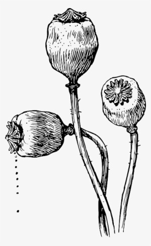 Head, Food, Outline, Drawing, Flower, Plant, Heads - Poppy Plant Drawing #502957