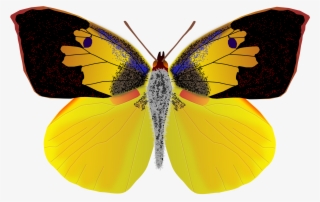 Dogface Butterfly Icons Free And Icons Downloads Png #503276