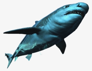 Image Ac Db Assassin - Assassin's Creed Bull Shark #503384