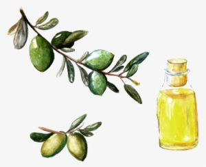 Picture Free Library Argan Oil Watercolor Painting #504451