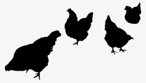 Chicken Silhouette Png Images & Pictures Becuo - Farm Animal Silhouette Png #504843
