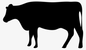 Beef Cattle Dairy Farming Livestock Dairy Cattle - Cattle Icon #505038