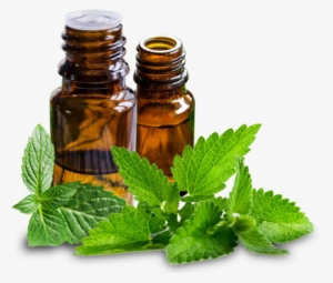 Spearmint Oil - Peppermint Oil Transparent #505182