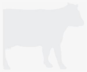 Cow Silhouette - Cattle #505204