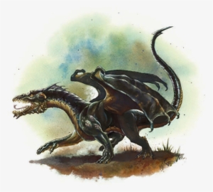 Baby Black - Black Dragon Wyrmling #505620