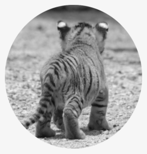 Cute Animals Baby Tiger Cub Black White Pics - Black And White Tiger Cub #506211