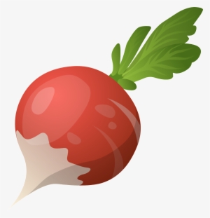 Radish Transparent #508104