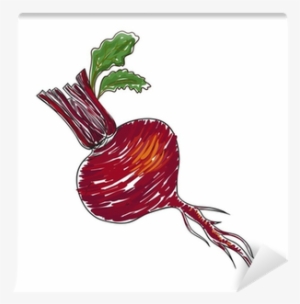 Watercolor Beet Isolated In Vector Wall Mural • Pixers® - Watercolor Painting #508186