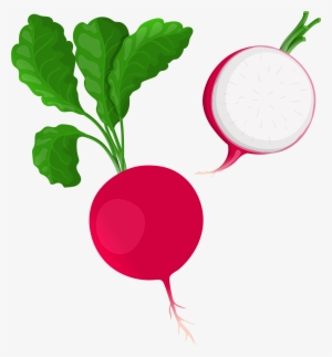Radish Drawing Beetroot - Clip Art #508310