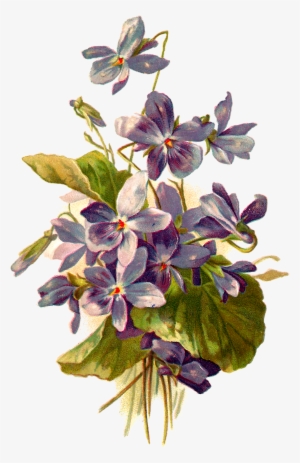 French Postcard Of Violets, - Violet Flower Botanical Illustration #508334