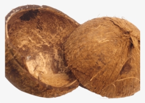Coconut Clipart Coconut Husk - Coconut Png #508454