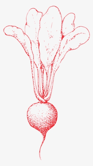 Hand Drawn Radish Transparent Vegetables - Drawing #508655