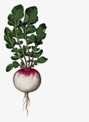 Singlevegetable - Antique Botanical Prints Food #508660