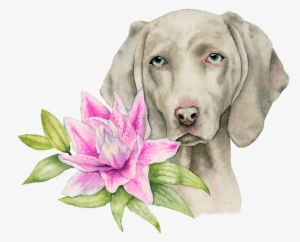 Bleed Area May Not Be Visible - Innocence - Weimaraner And Lily Watercolor Painting #509178