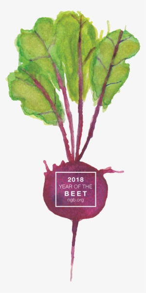 2018 Year Of The Beet - Beetroot #509404